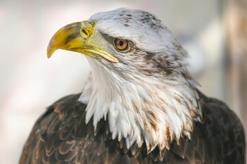 Wall Mural - Bald Eagle side view