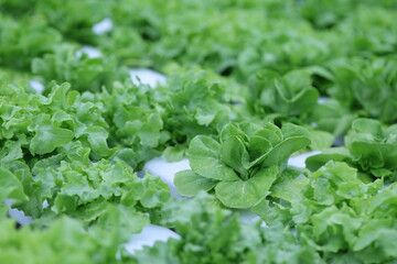 Wall Mural - Hydroponics lettuces Organic fresh harvested vegetables,Farmers hands holding fresh vegetables