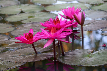 Wall Mural - beautiful water lily in pond
