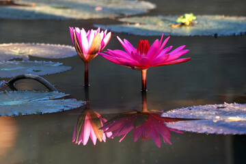 Wall Mural - beautiful water lily in pond
