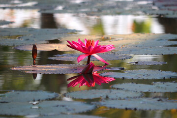 Wall Mural - beautiful water lily in pond