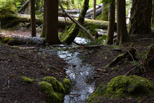A Small Stream Of Water Flowing Downhill In A Forest.