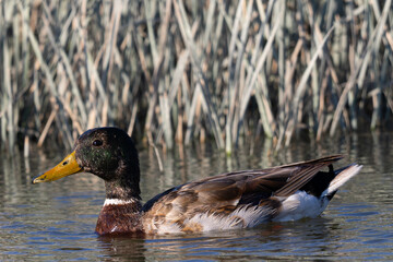 Canvas Print - Very close view of a male wild duck,  seen in a North California marsh