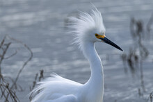 Close-up Of A Snowy Egret With Spiky Feathers