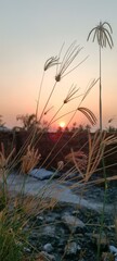  reeds at sunset