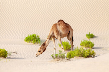 Wall Mural - Middle eastern camel eating green leaves in the desert in United Arab Emirates