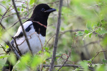 A Juvenile Black-billed Magpie (Pica Hudsonia) Displays A Typical Corvid Personality.