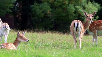 cute fallow deer in a wildlife park
