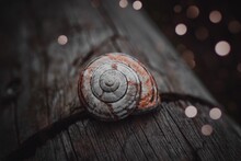 Little Snail In The Nature