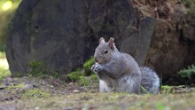 Portrait Of A Grey Squirrel Eating Nut Beside A Tree Trunk In The Forest.