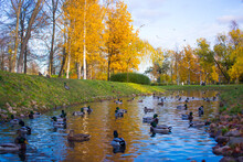 Autumn Landscape With Flock Of Mallard Ducks Swim On Lake