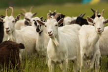 White Goats Graze On The Field
