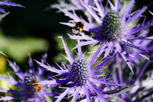 Bumblebee On A Thistle
