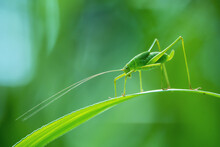 Background Green Grasshopper On A Leaf.