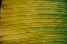 Yellow And Green Banana Leaves For Background.