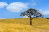 Fototapeta Sawanna - Beautiful landscape with Acacia tree in African savannah