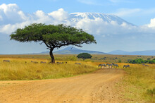 Beautiful Landscape With Acacia Tree In African Savannah And Zebra On Kilimanjaro Background