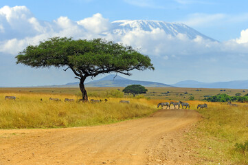 beautiful landscape with acacia tree in african savannah and zebra on kilimanjaro background
