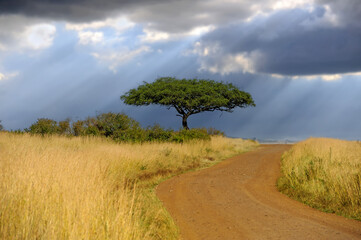 Wall Mural - Beautiful landscape with acacia tree and road in the African savannah on a background of stormy sky