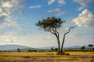 Wall Mural - beautiful landscape with acacia tree in african savannah