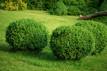 summer garden with nice plants