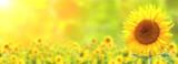 Fototapeta Kwiaty - Sunflower on blurred sunny nature background. Horizontal agriculture summer banner with sunflowers field