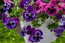 Flowering Viola Plant In A Pot With Rain Dew Drops On A Background Of Green