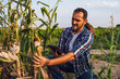 © djoronimo - Farmer is looking at his dry corn field and examining crops.