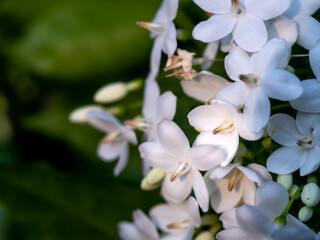 Wall Mural - Bunch of White Wild Water Plum Flowers Blooming