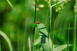 © Westend61 - Ladybugs mating on green leaf