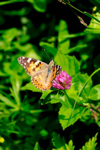 Painted Lady (Vanessa Cardui) Perching On Wildflower