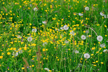 Buttercups And Dandelions Blooming In Springtime Meadow