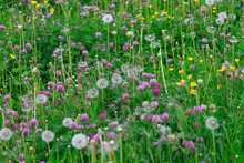 Clover And Dandelions Blooming In Springtime Meadow