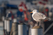 European Herring Gull (Larus Argentatus) Standing On Top Of Coastal Pole