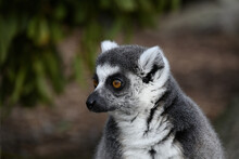 Left Side Of A Relaxed Ring-tailed Lemur's Head, As The Lemur Looks To Its Right With Eyes Wide Open, Featuring Blurred Vegetation In The Background