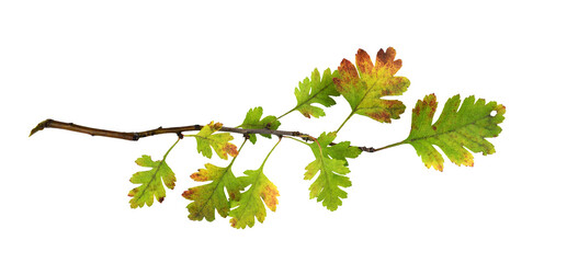 Wall Mural - autumn twig with colorful leaves isolated