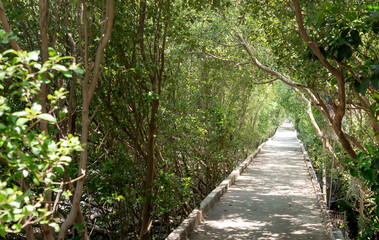  The Wooden walkway in green mangrove forest blue sky background sunny day. Mangroves, Samut Sakorn Thailand.