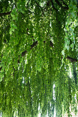 Wall Mural - Green forest trees backgrounds