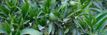 Beautiful Natural Green Foliage And Lime Fruits, Close-up