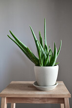 Dead Leaves On An Aloe Plant Free Stock Photo - Public Domain Pictures