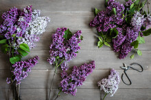 Studio Shot Of Freshly Picked Lilacs (Syringa Vulgaris) Lying On Wooden Surface