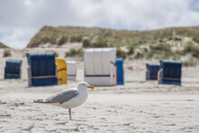 European Herring Gull (Larus Argentatus) Standing On Sandy Beach With Hooded Beach Chairs In Background