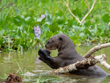 Adult Giant River Otter (Pteronura Brasiliensis), Eating A Fish On The Rio Tres Irmao, Mato Grosso, Pantanal, Brazil