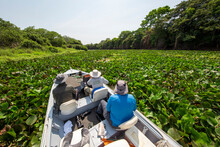 Boat Heading In To A Dense Foliage Area On The Rio Cuiaba, Mato Grosso, Pantanal, Brazil