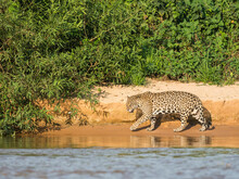 Adult Jaguar (Panthera Onca), On The Riverbank Of Rio Tres Irmao, Mato Grosso, Pantanal, Brazil