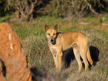 Adult Male Dingo (Canis Lupus Dingo), In The Bush In Cape Range National Park