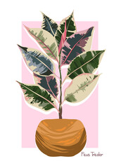 Houseplants. Botanical vector illustration.Variegated plants, multicolored leaves. Potted plant. Ficus tricolor, postcard