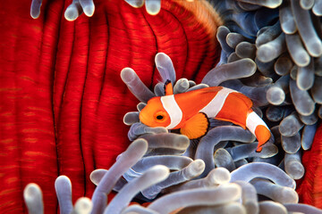 Wall Mural - Clownfish, Amphiprion ocellaris, hiding in host sea anemone Heteractis magnifica, Komodo Island, Indonesia, 