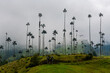 © robertharding - Wax palms, largest palms in the world, Cocora Valley, UNESCO World Heritage Site, Coffee Cultural Landscape, Salento