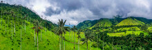 Wax palms, largest palms in the world, Cocora Valley, UNESCO World Heritage Site, Coffee Cultural Landscape, Salento